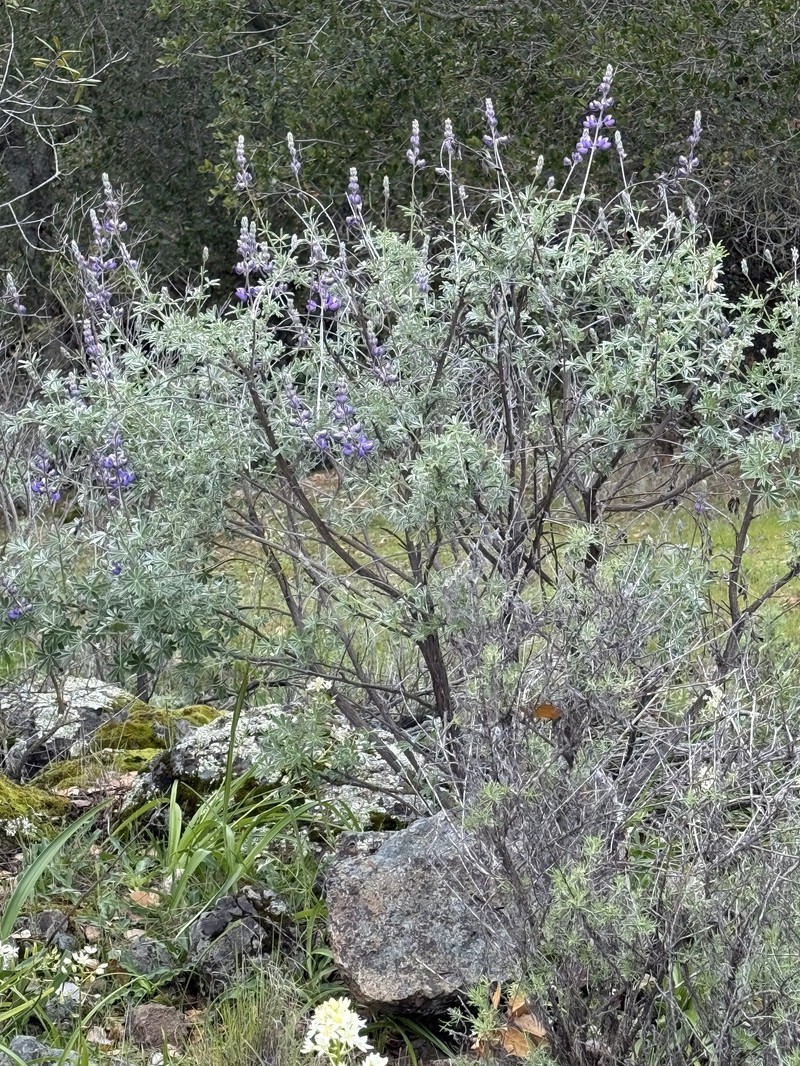 Grants Pass Lupine photo 8