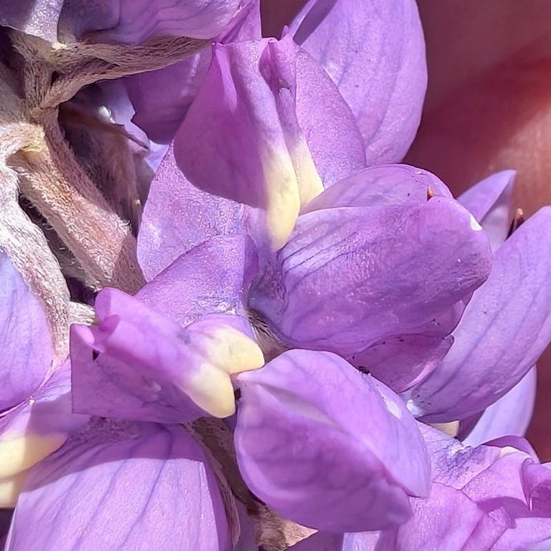 Lupinus albifrons var. austromontanus