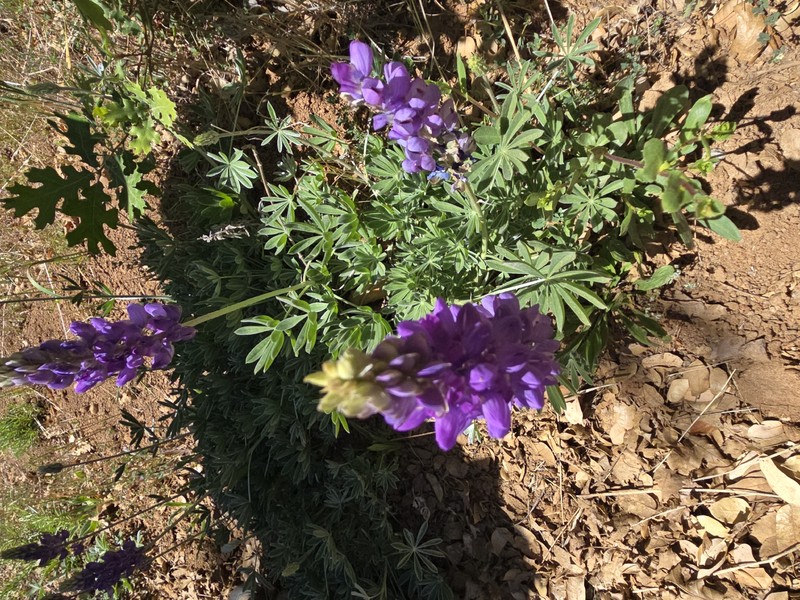 Lupinus albifrons var. austromontanus photo 2