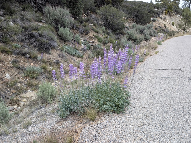 Lupinus albifrons var. austromontanus photo 3