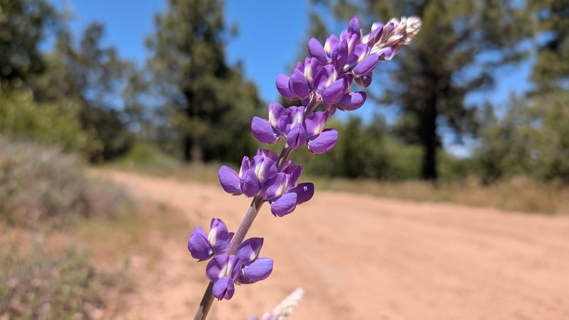 Lupinus albifrons var. austromontanus photo 4