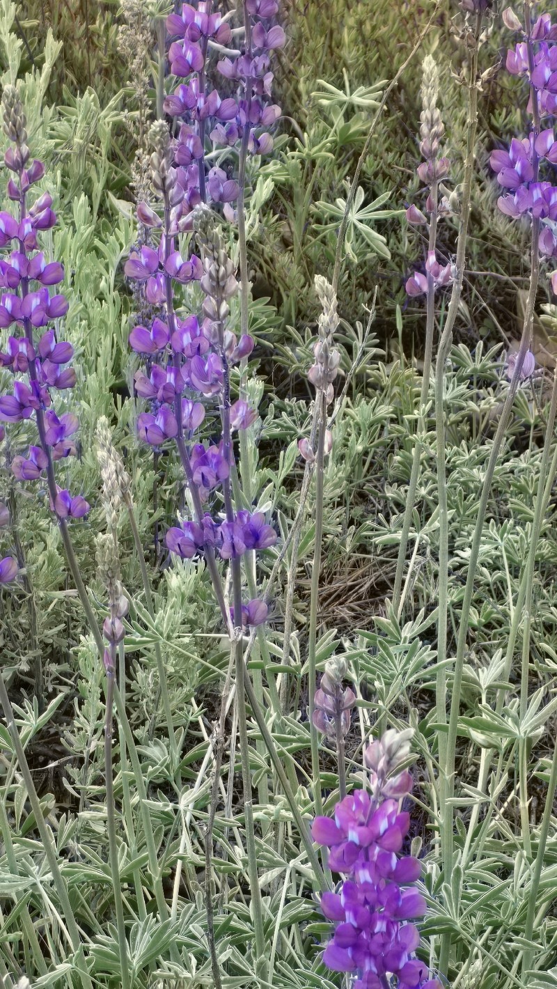 Lupinus albifrons var. austromontanus photo 5