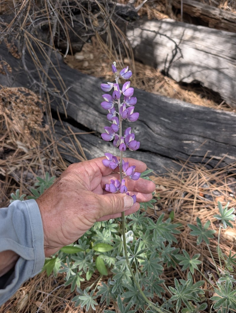 Lupinus albifrons var. austromontanus photo 6