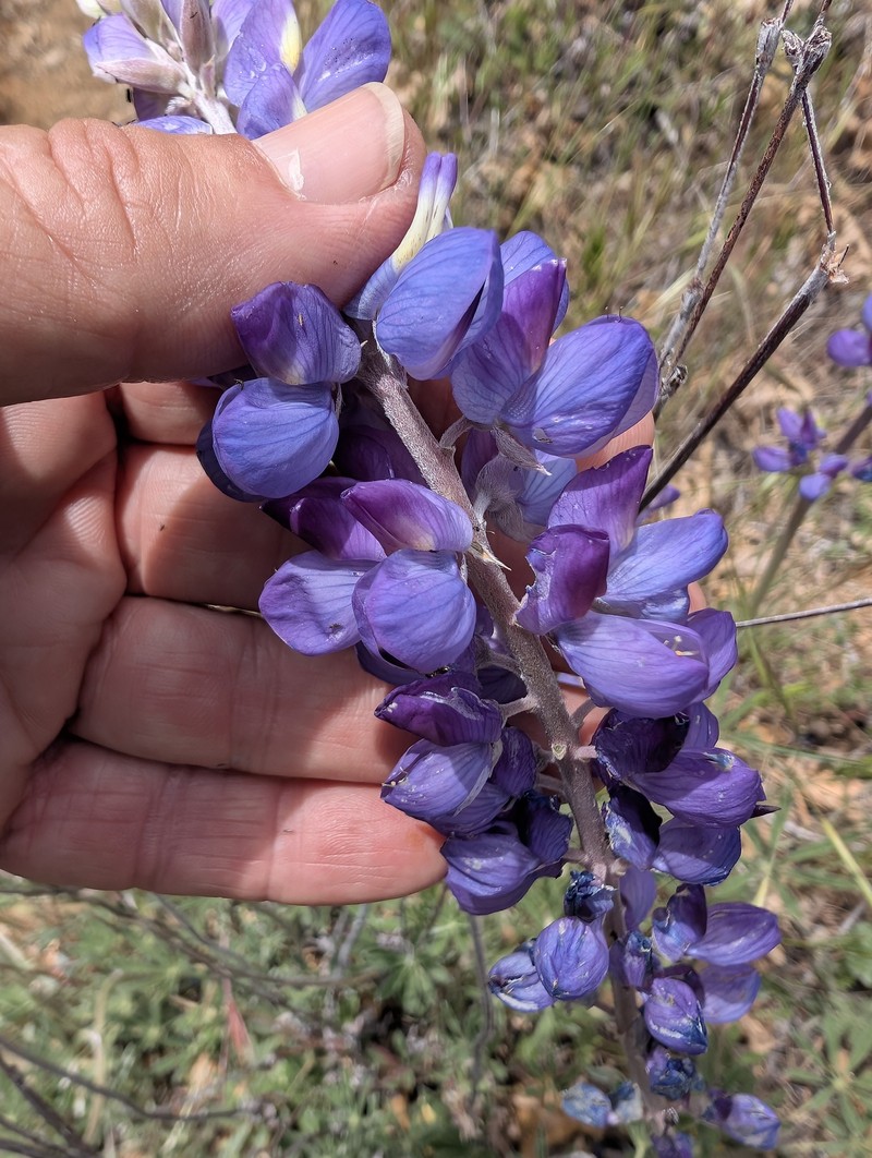 Lupinus albifrons var. austromontanus photo 7