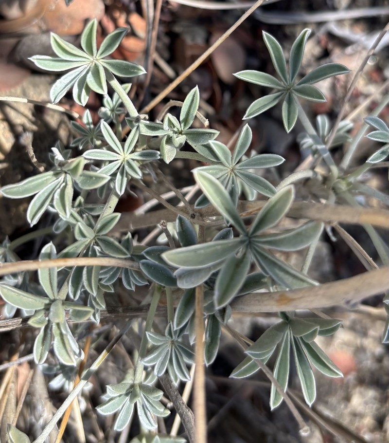 Lupinus albifrons var. austromontanus photo 8