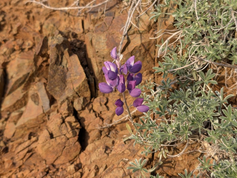 Lupinus albifrons var. collinus