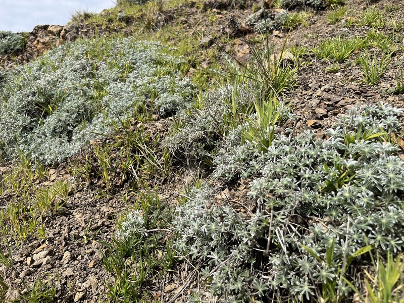 Lupinus albifrons var. collinus photo 2