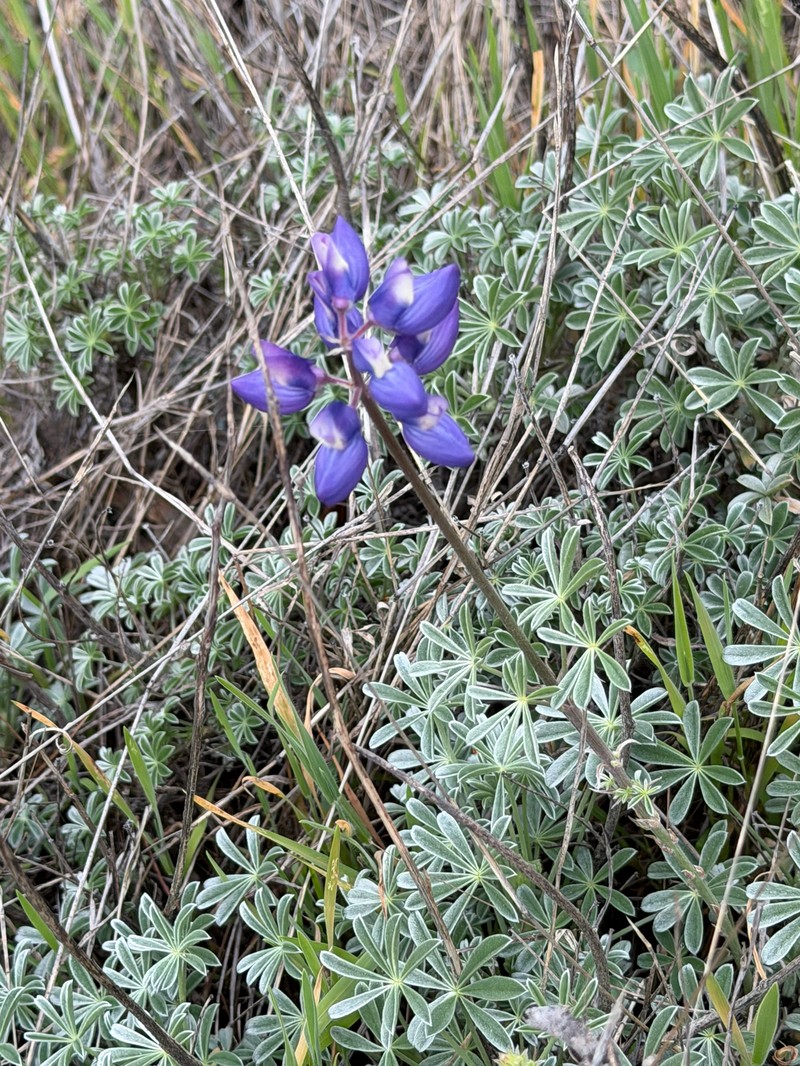 Lupinus albifrons var. collinus photo 3