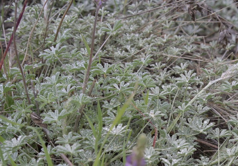 Lupinus albifrons var. collinus photo 4