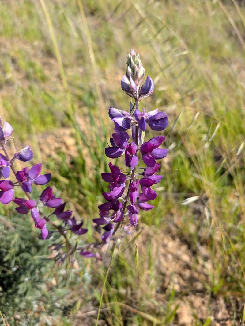 Lupinus albifrons var. collinus photo 5