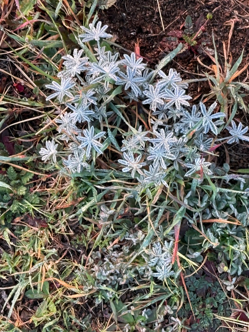 Lupinus albifrons var. collinus photo 6