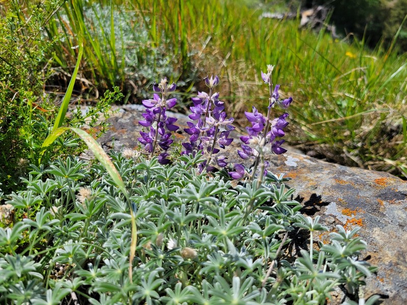 Lupinus albifrons var. collinus photo 7