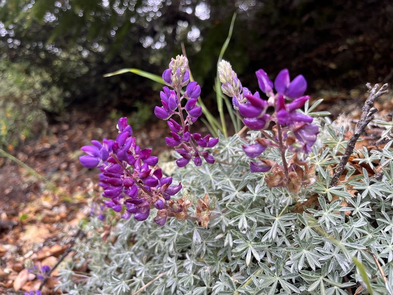 Lupinus albifrons var. collinus photo 8