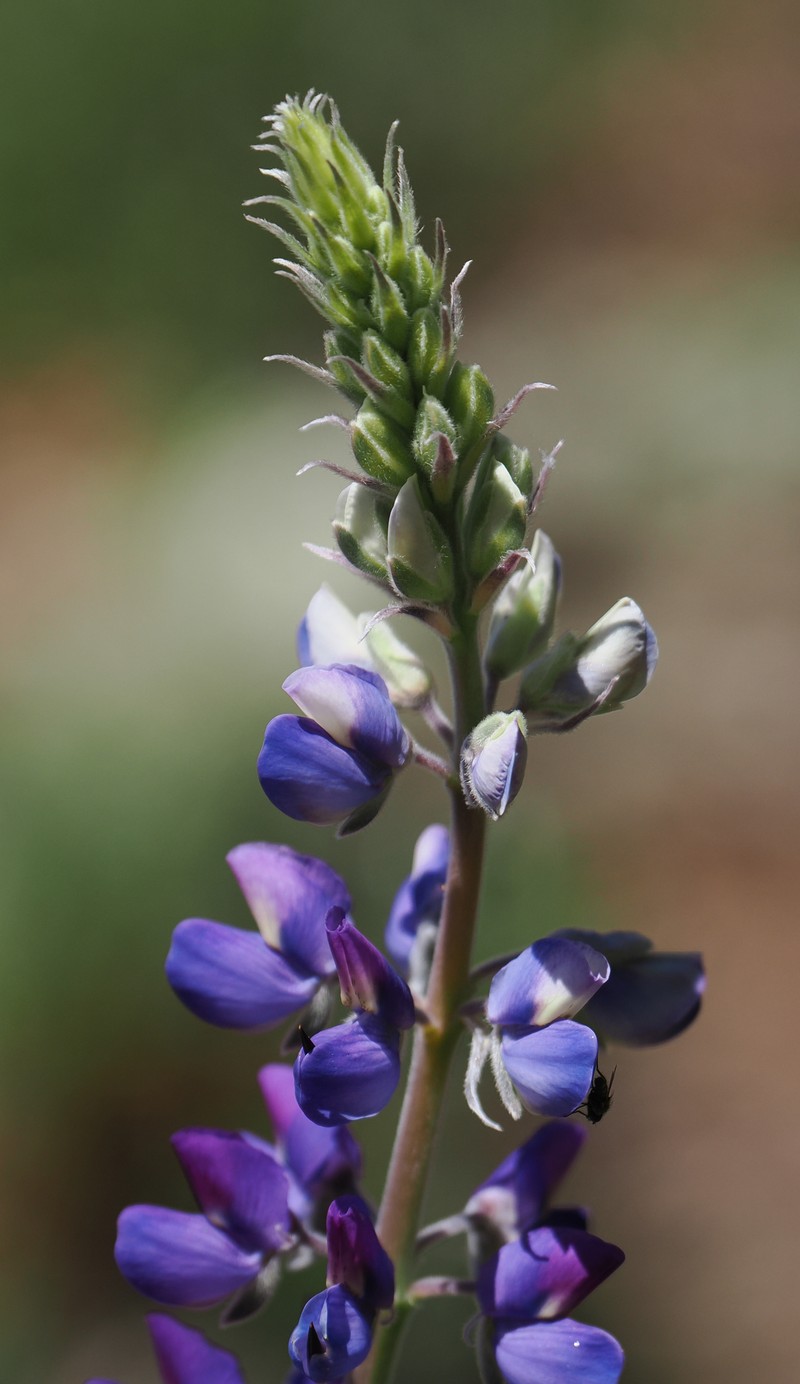 Lupinus albifrons var. douglasii