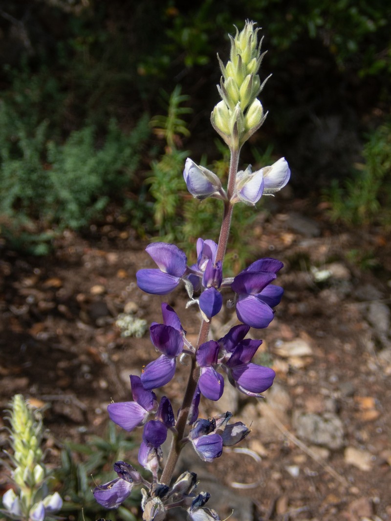 Lupinus albifrons var. douglasii photo 2