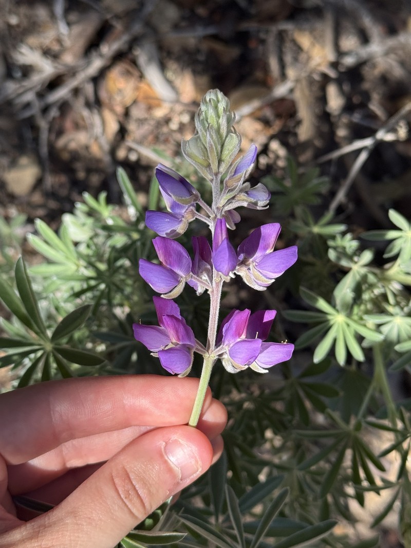 Lupinus albifrons var. douglasii photo 3