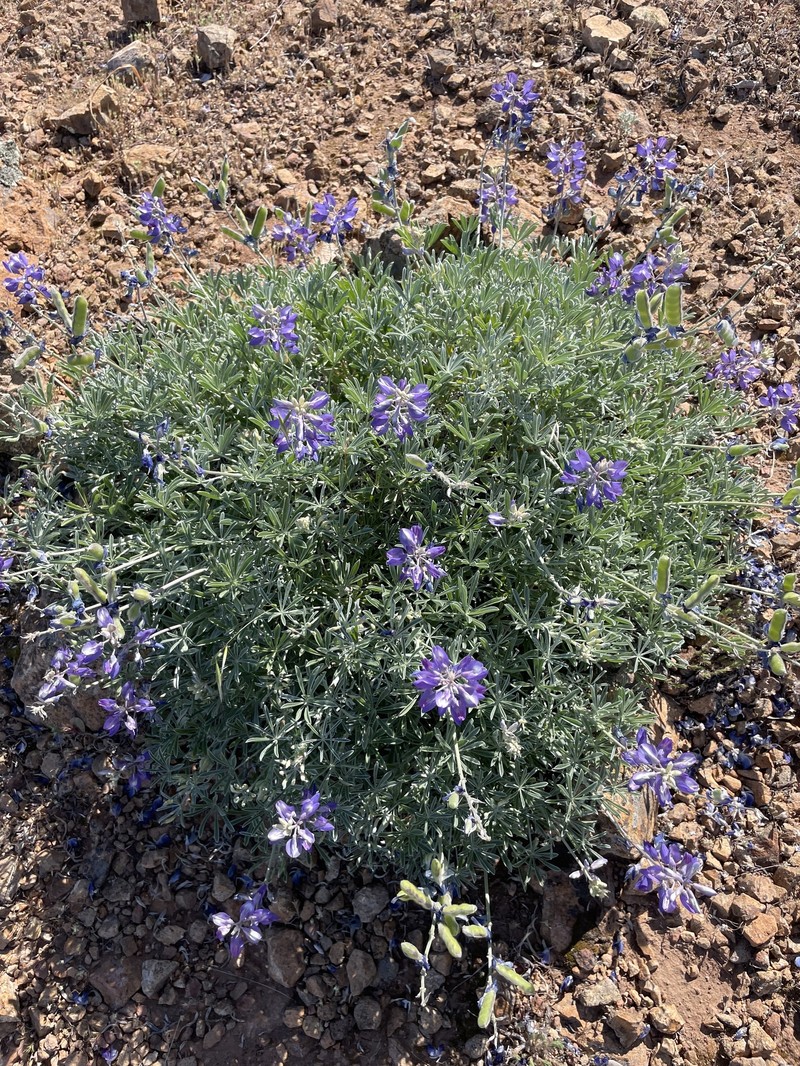 Lupinus albifrons var. douglasii photo 4