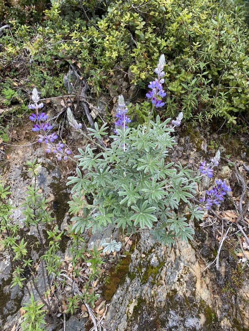 Lupinus albifrons var. douglasii photo 5