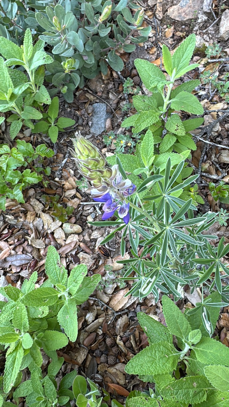 Lupinus albifrons var. douglasii photo 6