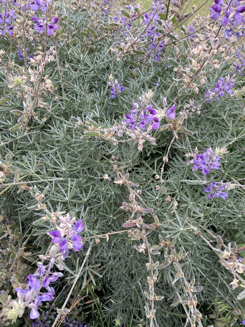 Lupinus albifrons var. douglasii photo 7