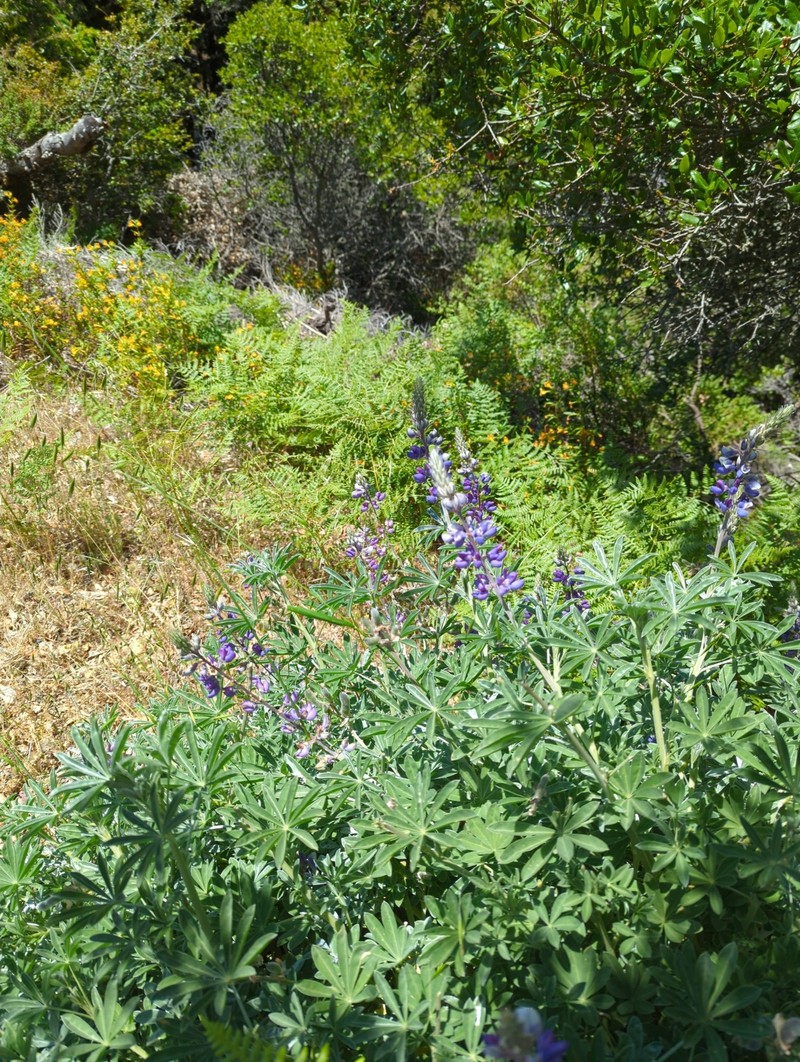 Lupinus albifrons var. douglasii photo 8