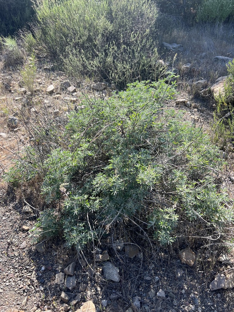 Lupinus albifrons var. hallii