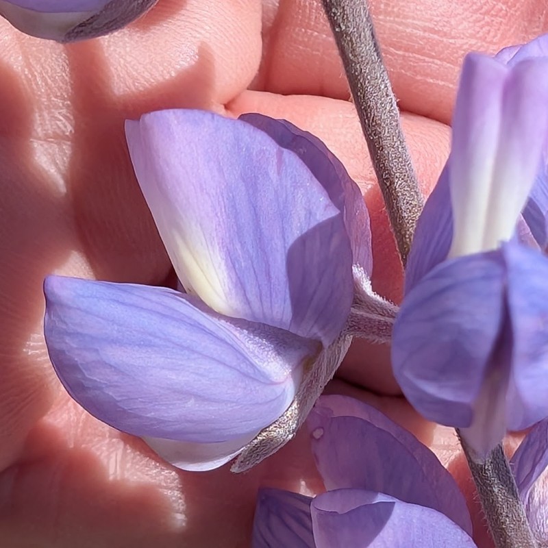 Lupinus albifrons var. hallii photo 2