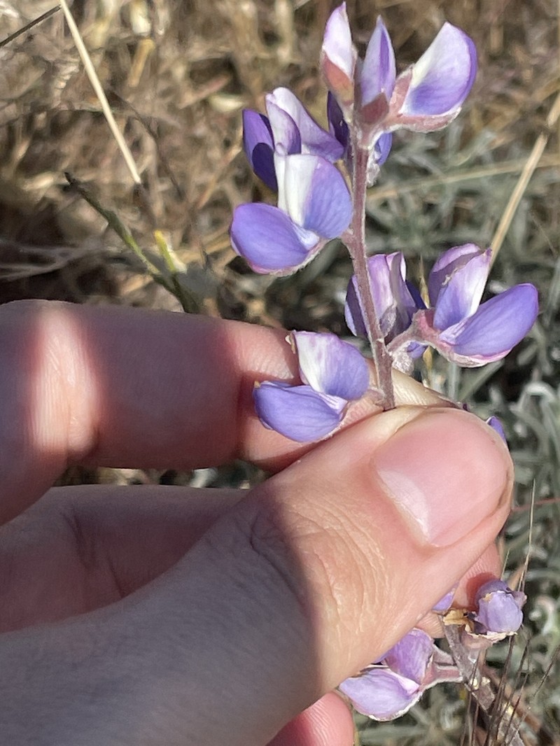 Lupinus albifrons var. hallii photo 3