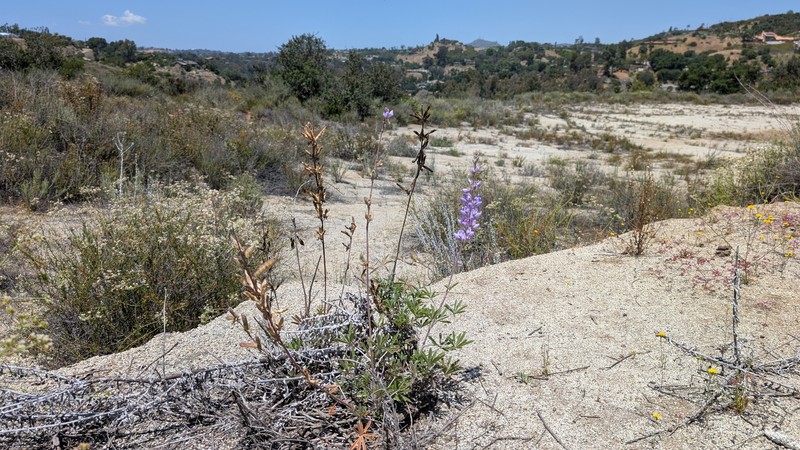 Lupinus albifrons var. hallii photo 4