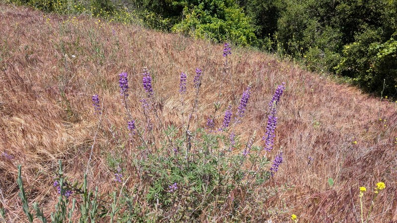 Lupinus albifrons var. hallii photo 5