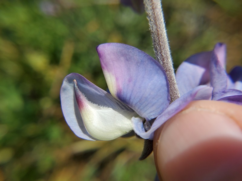Lupinus albifrons var. hallii photo 6