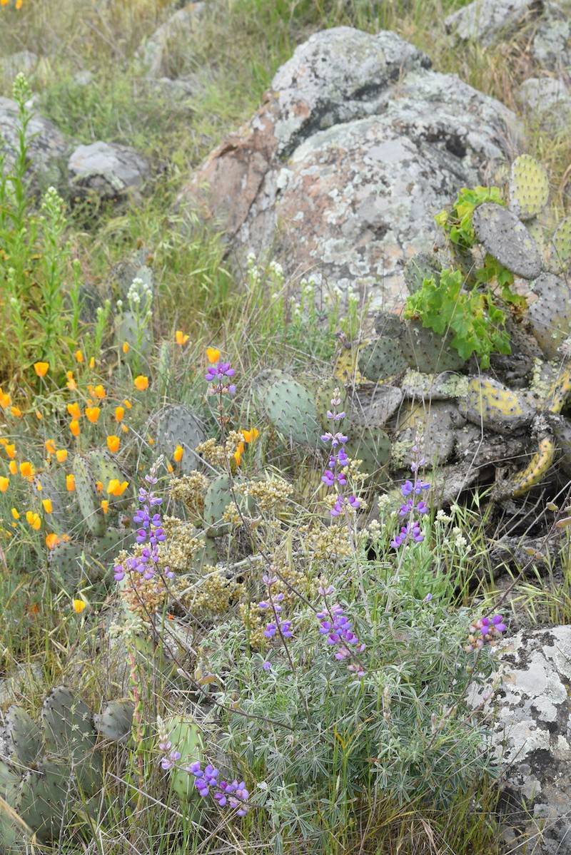 Lupinus albifrons var. hallii photo 7