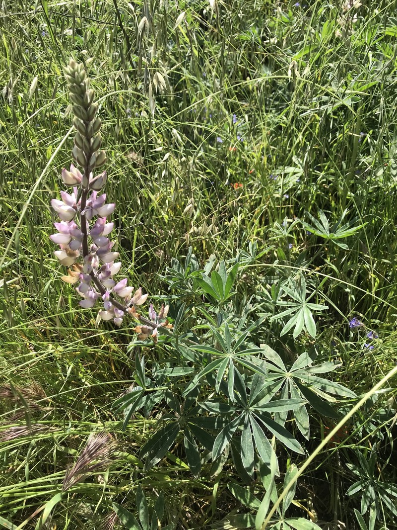 Lupinus albifrons var. hallii photo 8