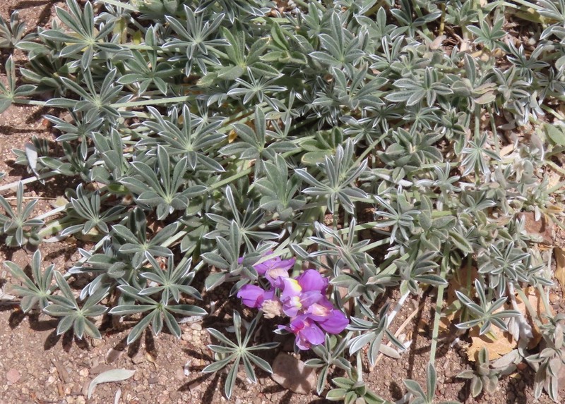 Lupinus albifrons var. johnstonii