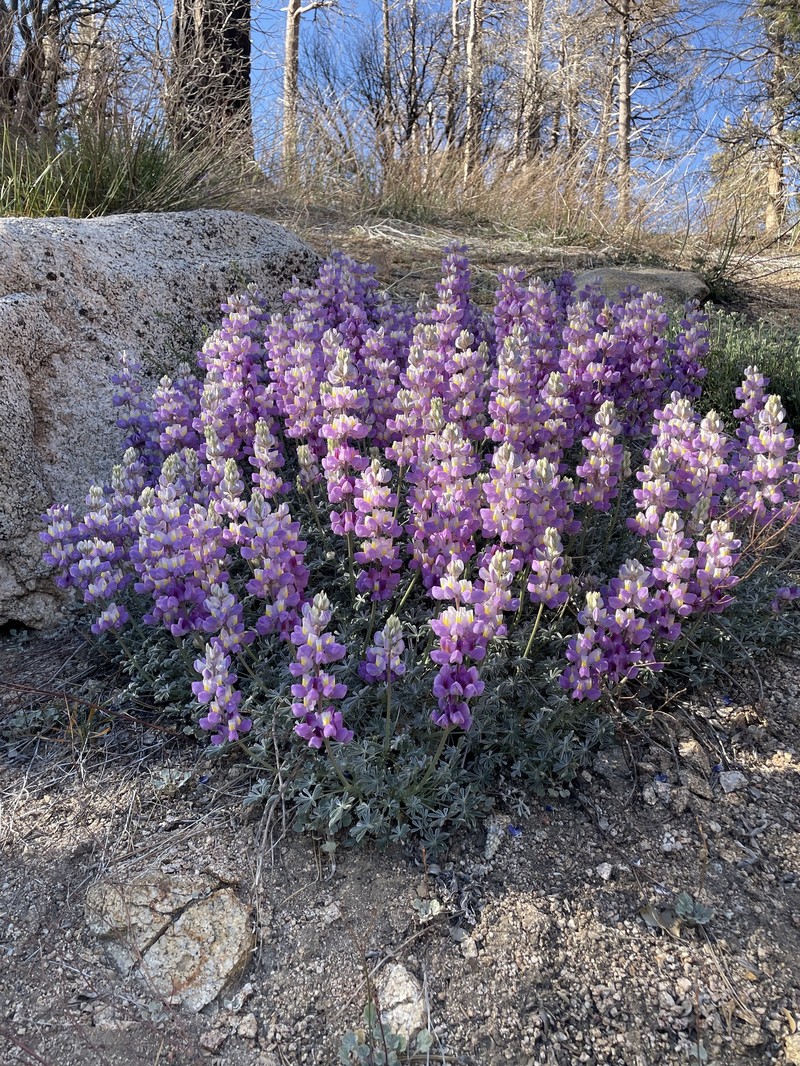 Lupinus albifrons var. johnstonii photo 2