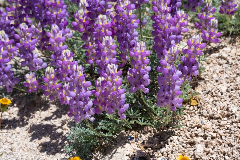 Lupinus albifrons var. johnstonii photo 3