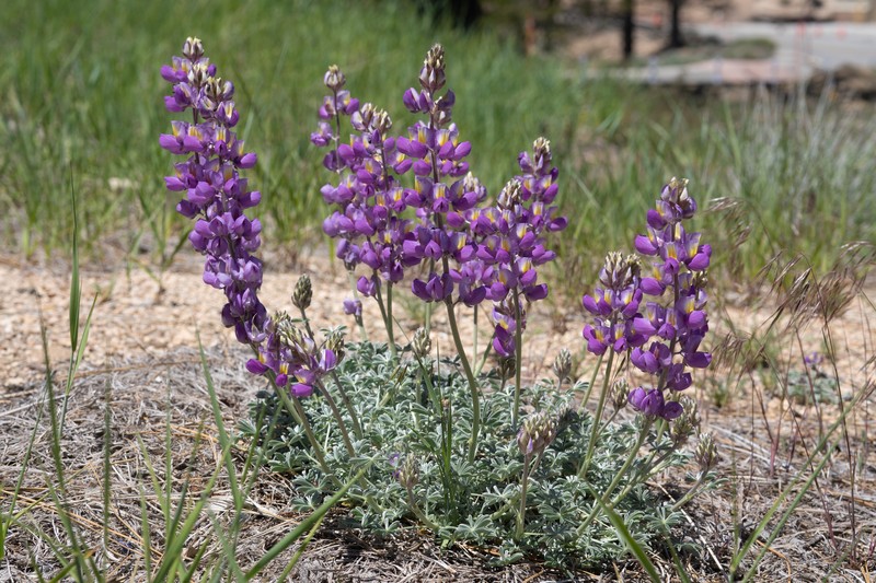 Lupinus albifrons var. johnstonii photo 4