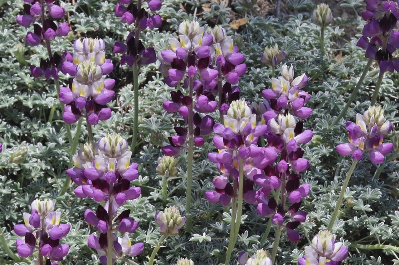 Lupinus albifrons var. johnstonii photo 5