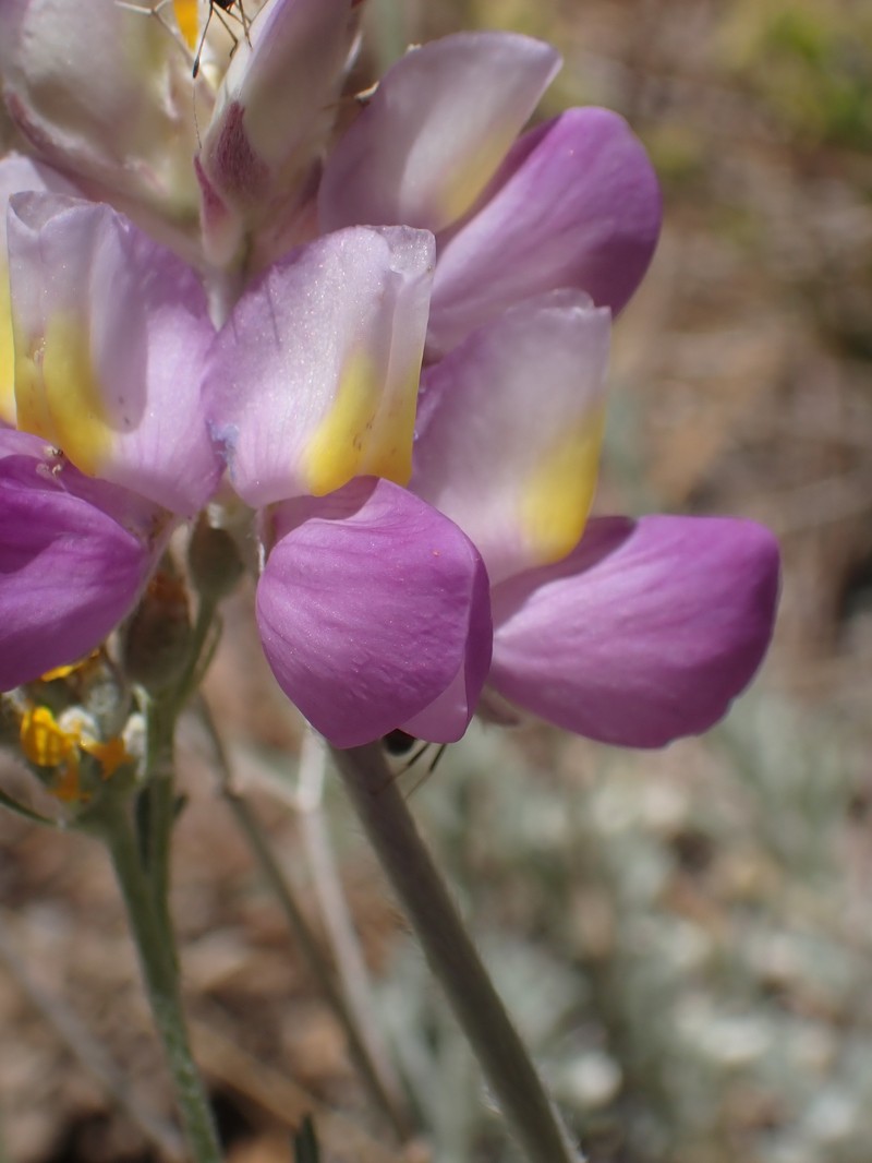 Lupinus albifrons var. johnstonii photo 6