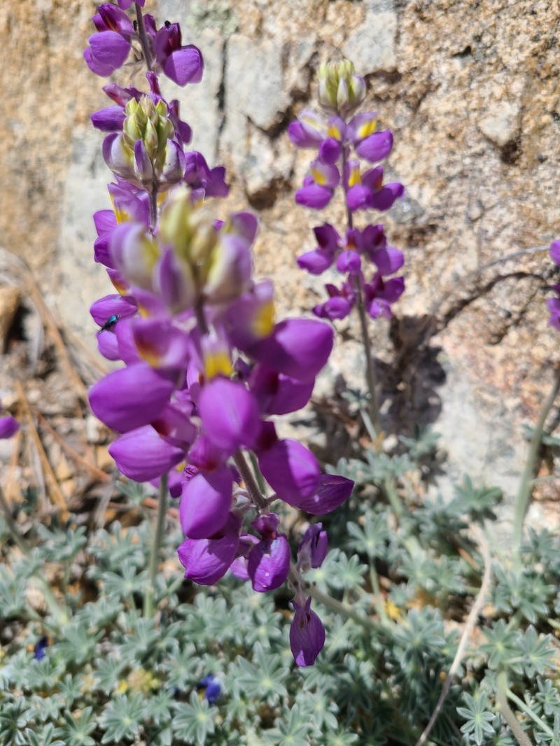 Lupinus albifrons var. johnstonii photo 7