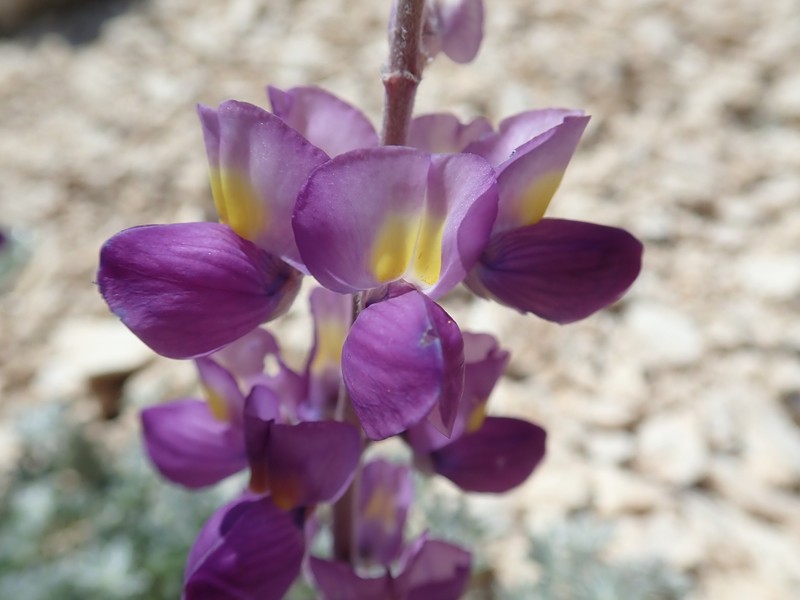 Lupinus albifrons var. johnstonii photo 8