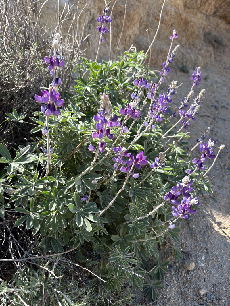 Lupinus albifrons var. medius