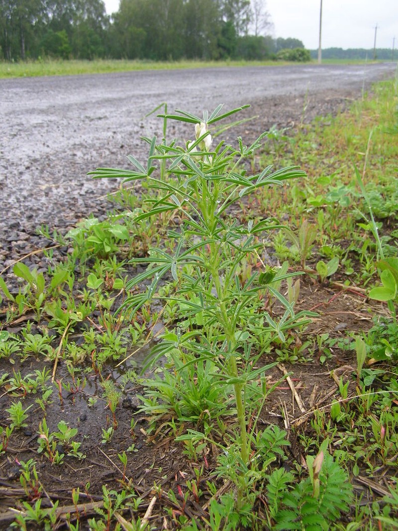 White Lupine photo 5