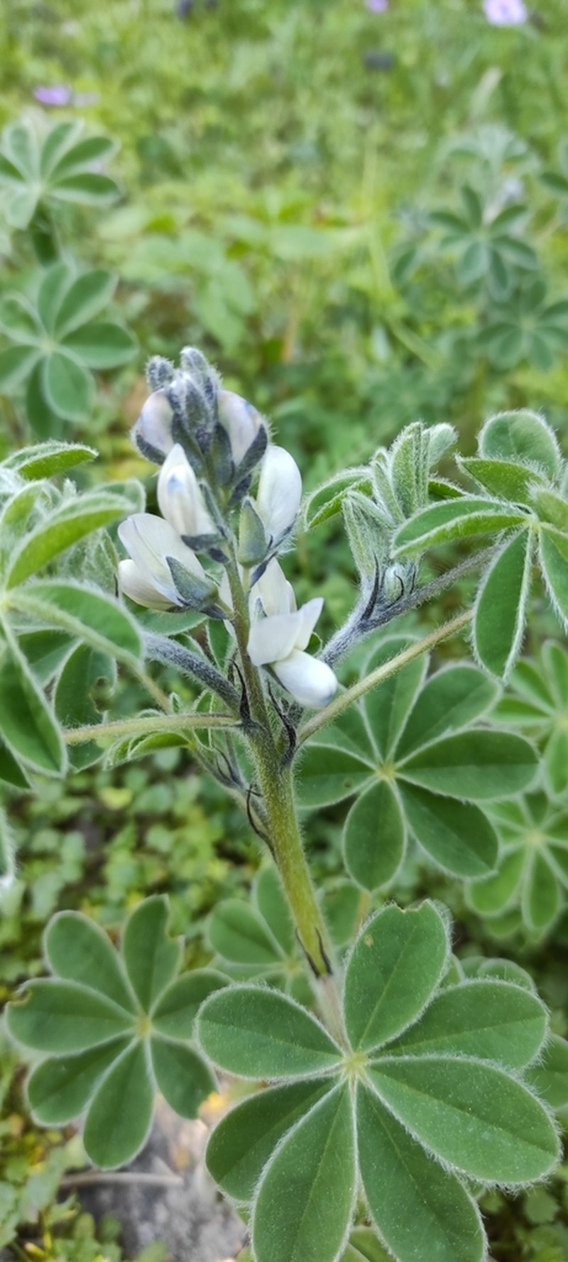 White Lupine photo 6