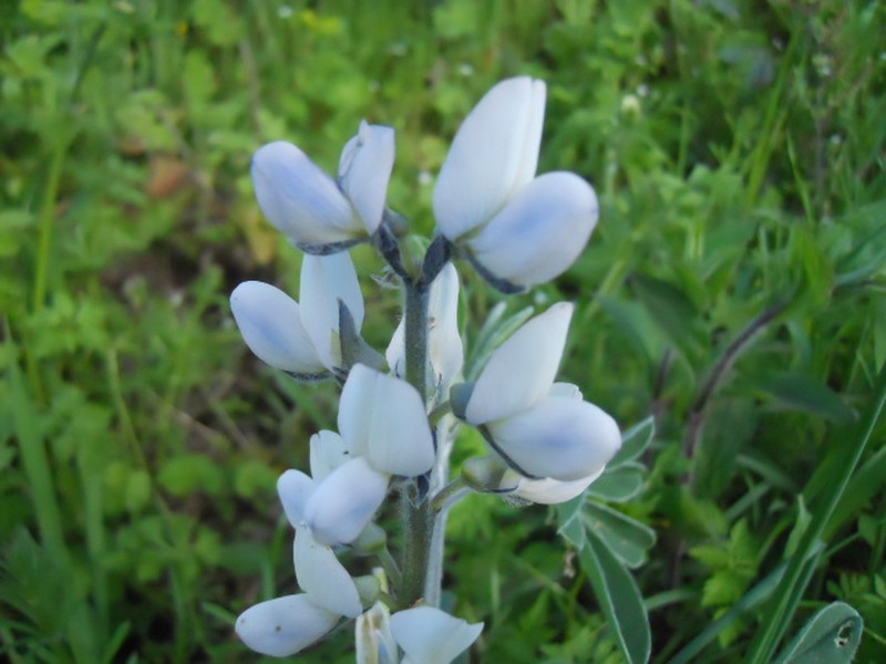 White Lupine photo 3