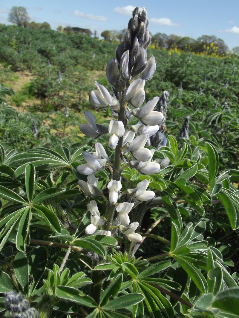 White Lupine