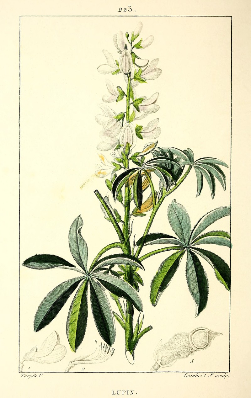 White Lupine photo 5