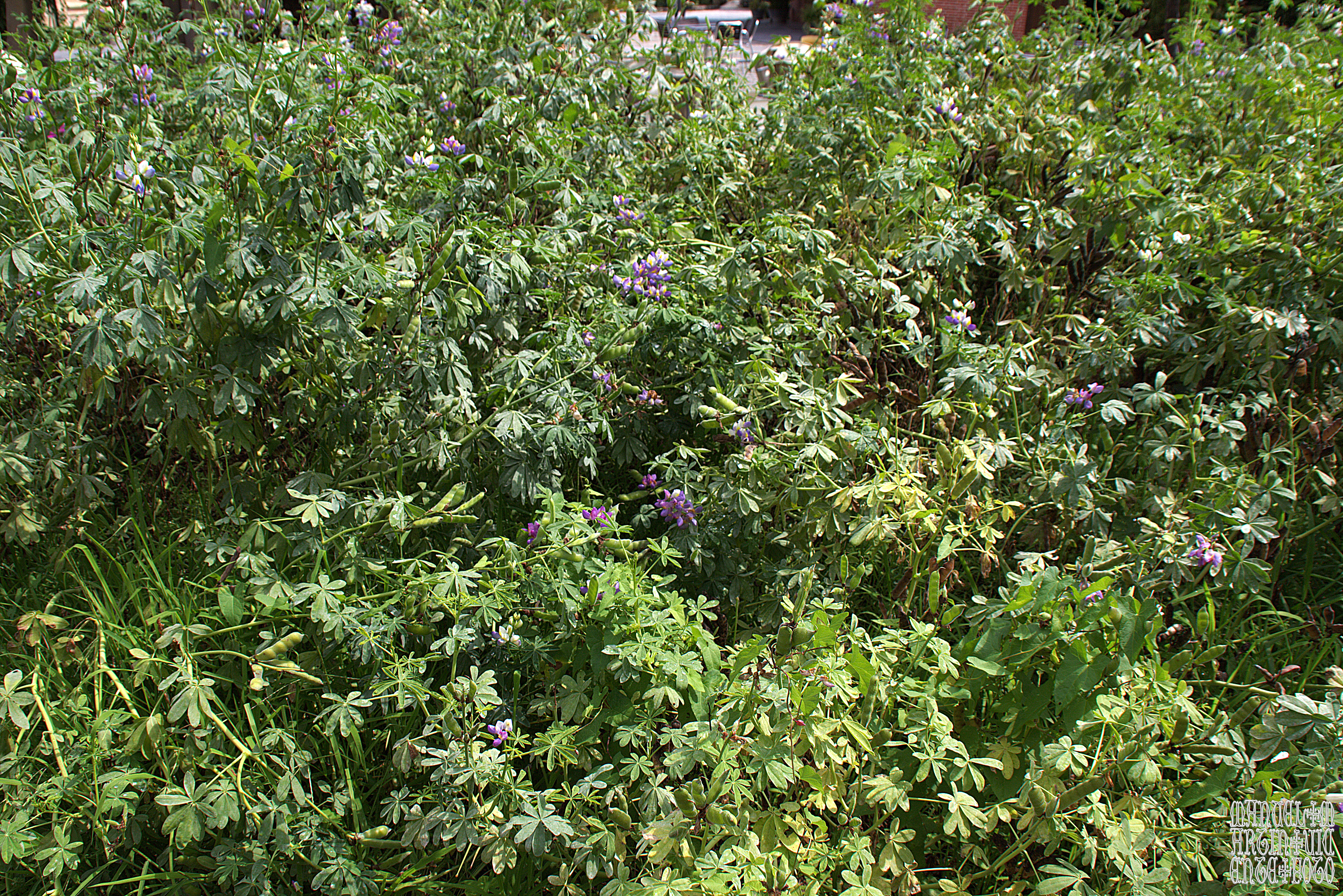 White Lupine photo 7
