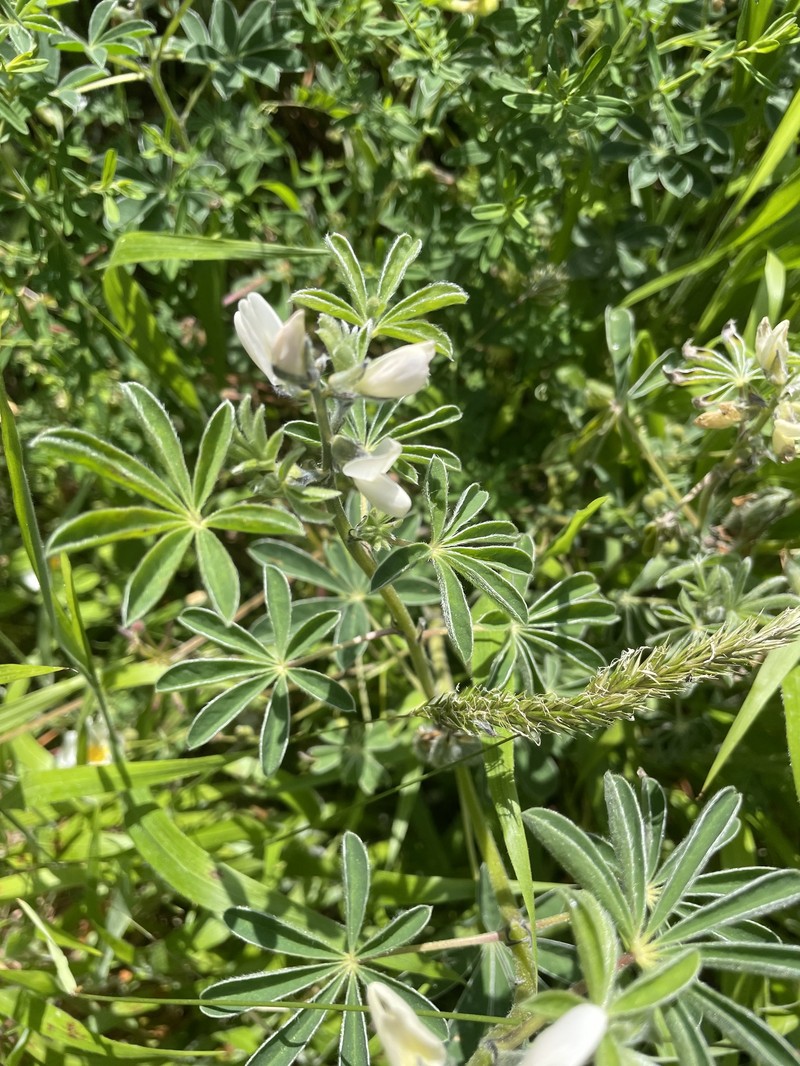 Lupinus albus subsp. albus