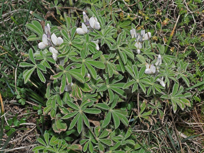 Lupinus albus subsp. albus photo 2